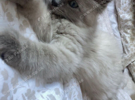 Beautiful blue Mitted ragdoll male