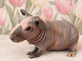 Skinny guinea pigs sows