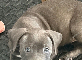 Beautiful blue puppy