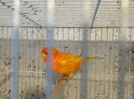 Canary