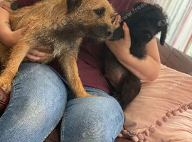 Border Terrier X Miniature Poodle puppies