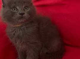 Maine Coon x Ragdoll male kitten