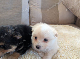 Beautiful little pom terriers puppy