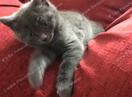 4 kittens