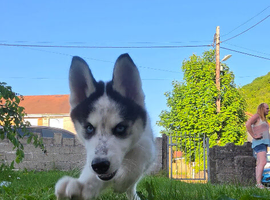 ***Ready Now*** REDUCED stunning beautiful siberian husky puppies***