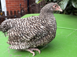 4 month old Cuckoo Maran pullets