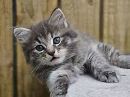 Part Maine Coon fluffy kittens