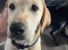 7 month old labrador