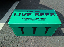 6 frame nuc of honey bees ready now