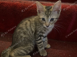 Two cutie pie needs a new home