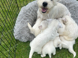 Westie Boys