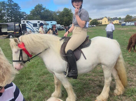 First pony, bombproof, allrounder for all the family! Toddlers to adults!