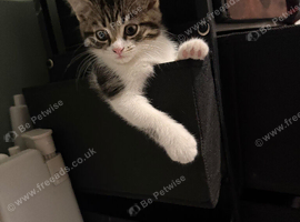 Kittens for sale