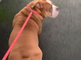 Olde English Bulldog