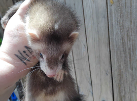 Semi angroa jills 9 weeks