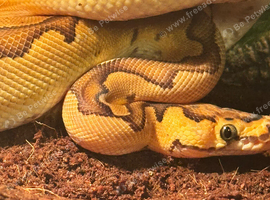 Enchi Clown Male