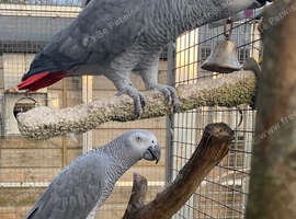Three African grey parrots