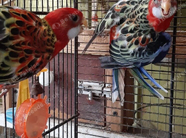 Redrump and Rosella