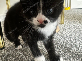 Kittens