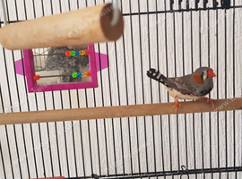 Female zebra finch wanted