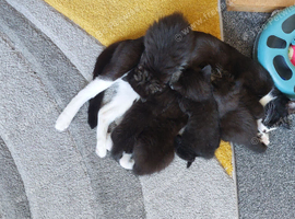 5 Kittens