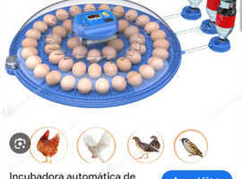 Incubator