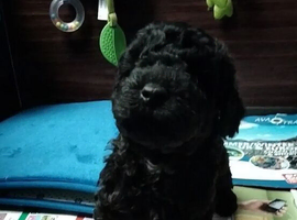 cavapoo puppies