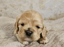 American cockerpoo