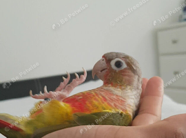 Genuine hand reared tame talking conure parrots.