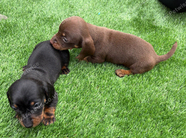 Miniature dachshund