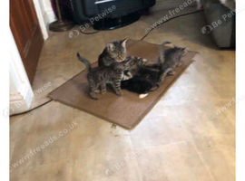 6 Kittens ready for their forever home