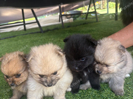 Beautiful Pomeranian Puppies for Sale