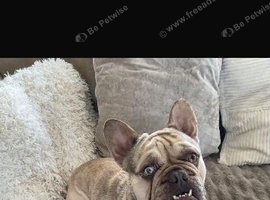Male French Bulldog carries all colours