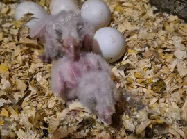 Beautiful barn owl chicks