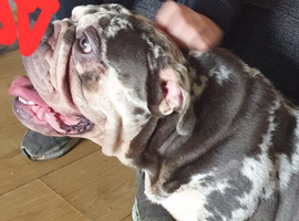 4 year old British bull dog to stud