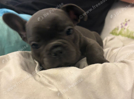 French bulldog male
