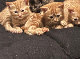 Ginger kittens for sale 10 weeks old  on Saturday