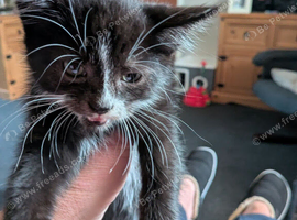 9 week old male