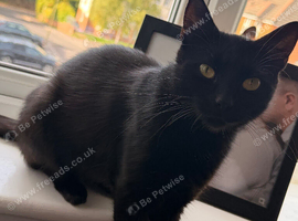 Female cat looking for forever home