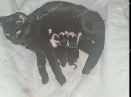 Kitten
