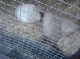 3 Jill ferret