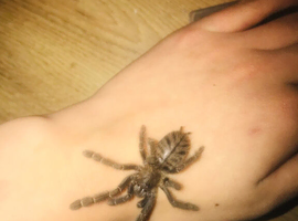 Juvenile Malaysian earthtiger