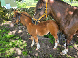 Registered Welsh Sec  C colt foal
