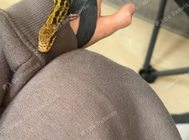 Rat snake