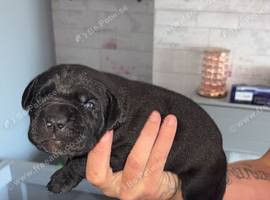 Cane corso puppies