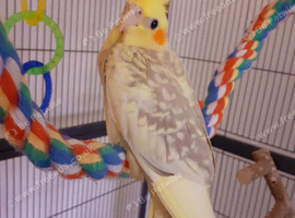 Extremely tame hand-reared cockatiels
