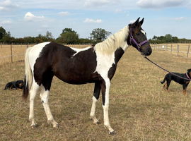 Elegant coloured yearling gelding