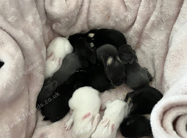 Mixture of baby bunnies