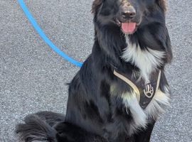 border Collie x German shepherd
