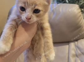 10 weeks old kittens ready to go